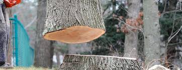 How Our Tree Care Process Works  in  Sumter, SC