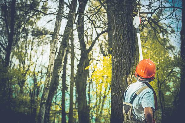 Tree and Shrub Care in Sumter, SC
